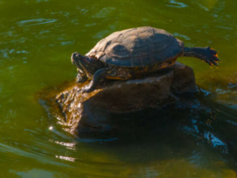 Image of slider turtle, red-eared terrapin, red-eared slider