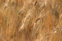 Image of common barley