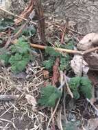 Image of common motherwort