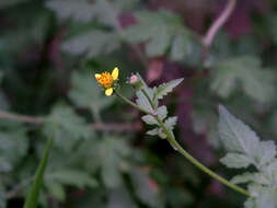 Image of Spanish needles