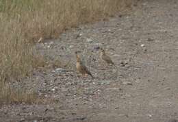 Image of Sykes's Lark