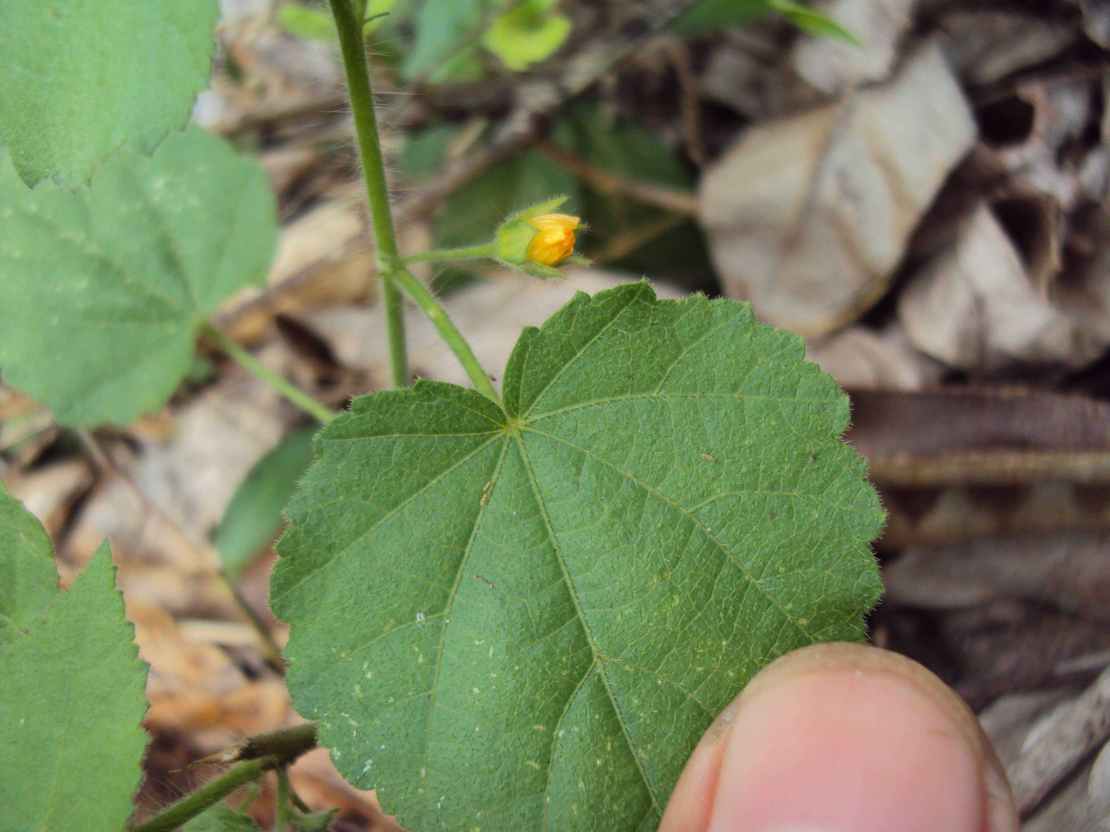 Image of country mallow