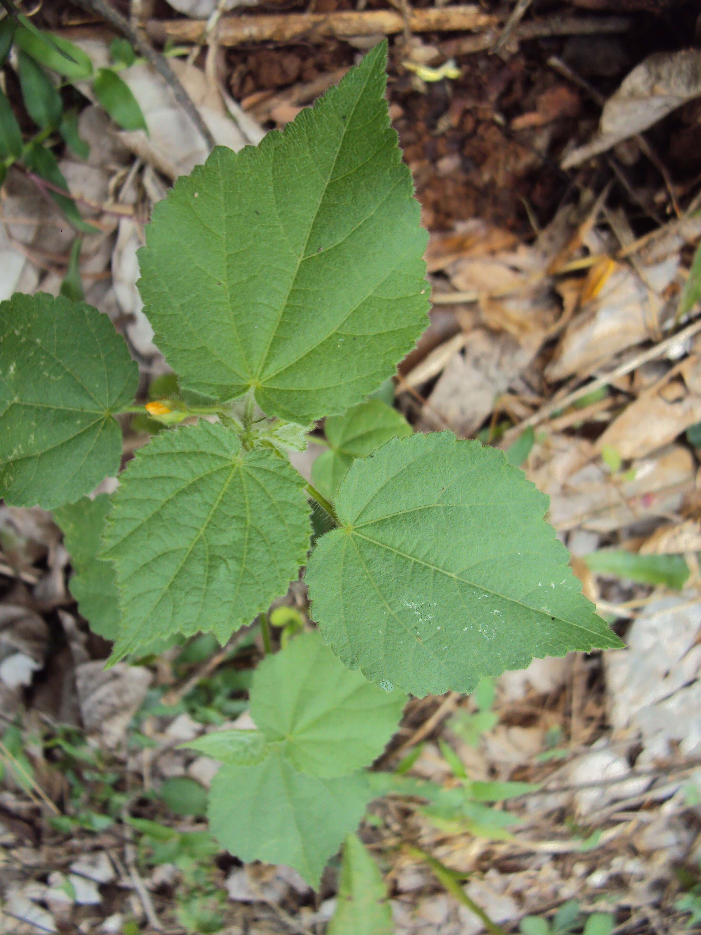 Image of country mallow