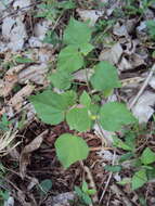 Image of country mallow