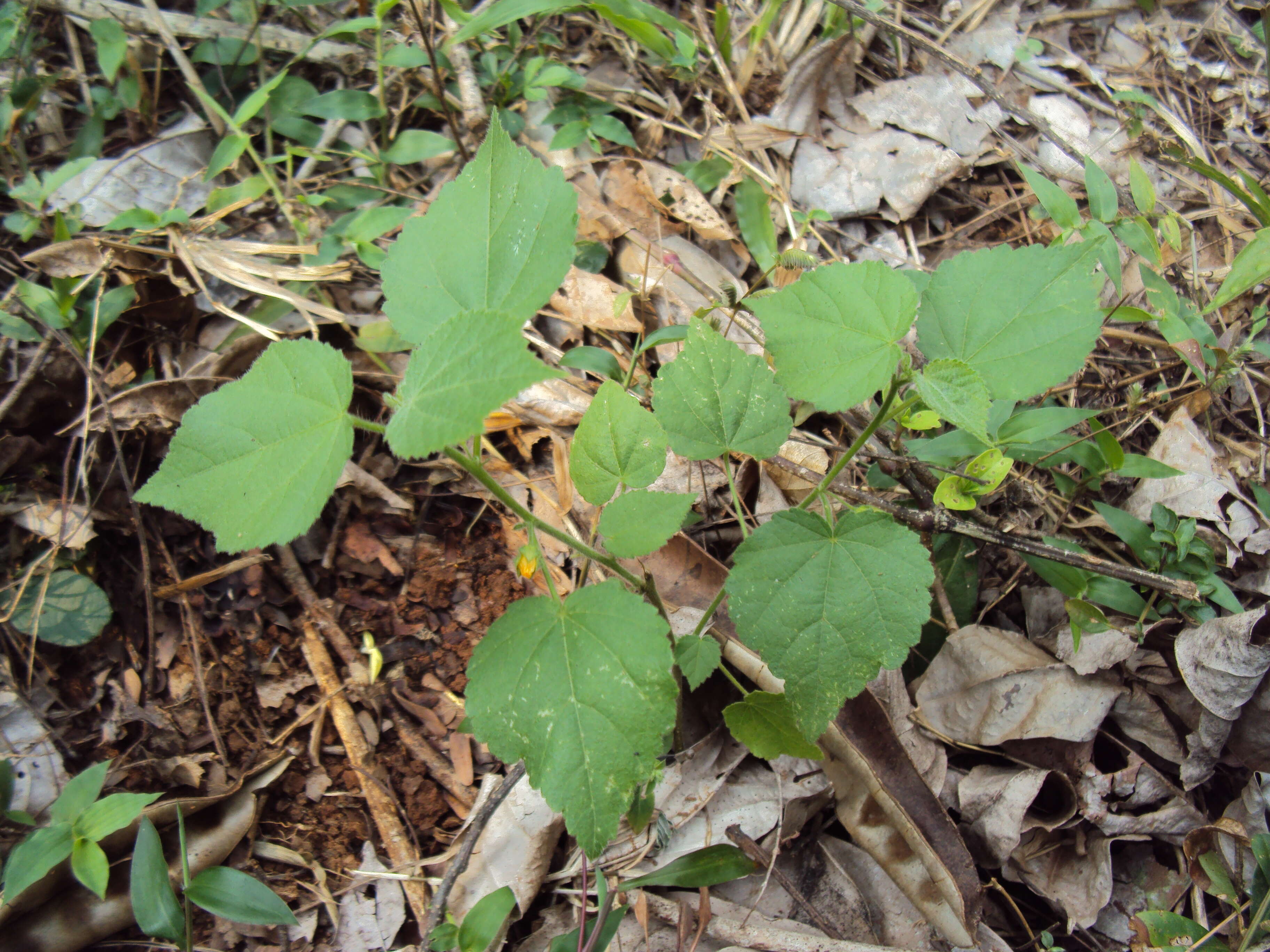 Image of country mallow