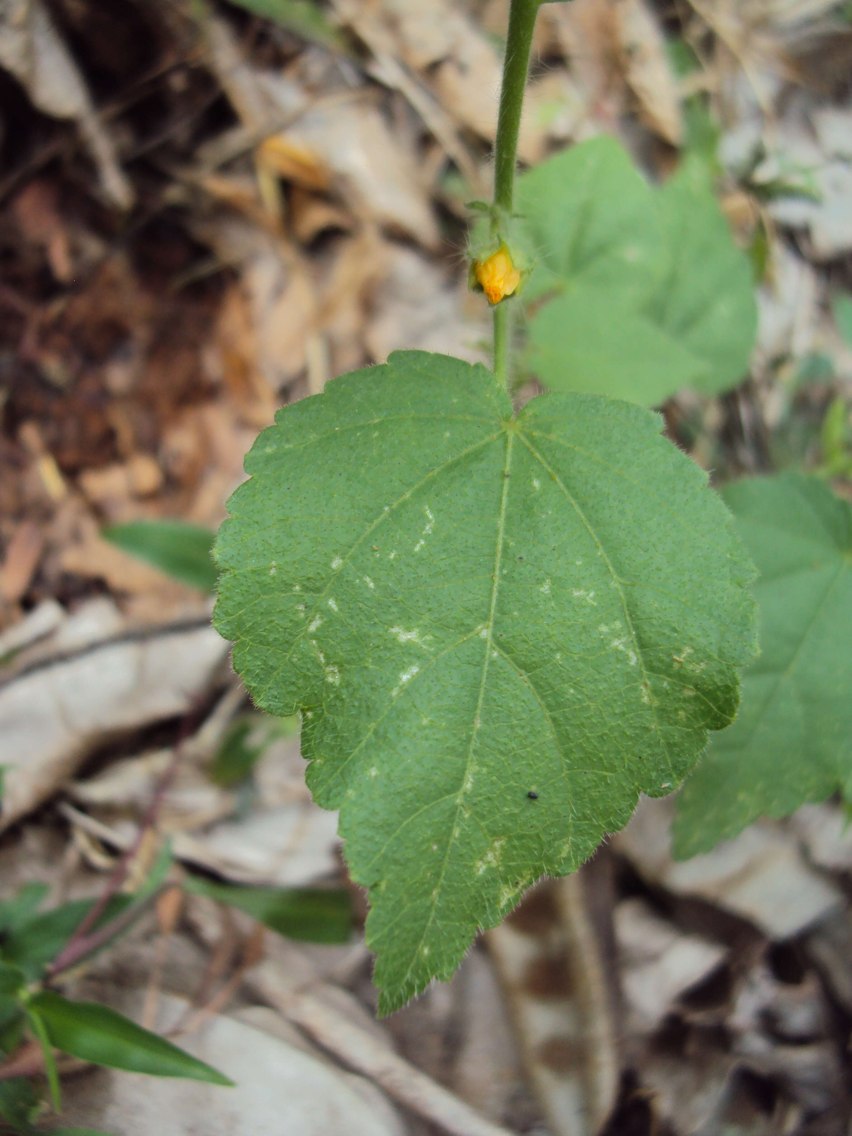 Image of country mallow