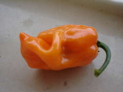 Image of Capsicum chinense