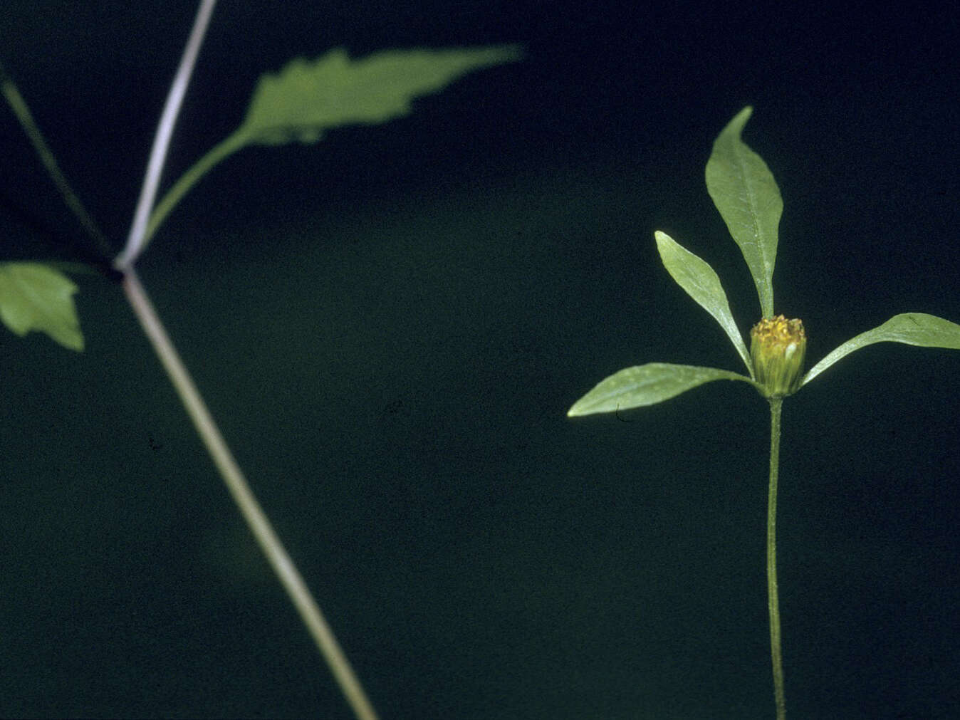 صورة Bidens discoidea (Torr. & A. Gray) Britt.