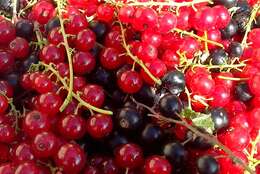 Image of Black Currant