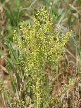 Image of sweet sagewort