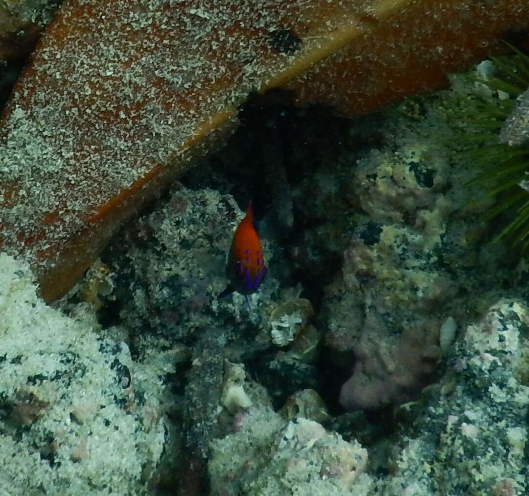 Image of Galapagos ringtail damselfish