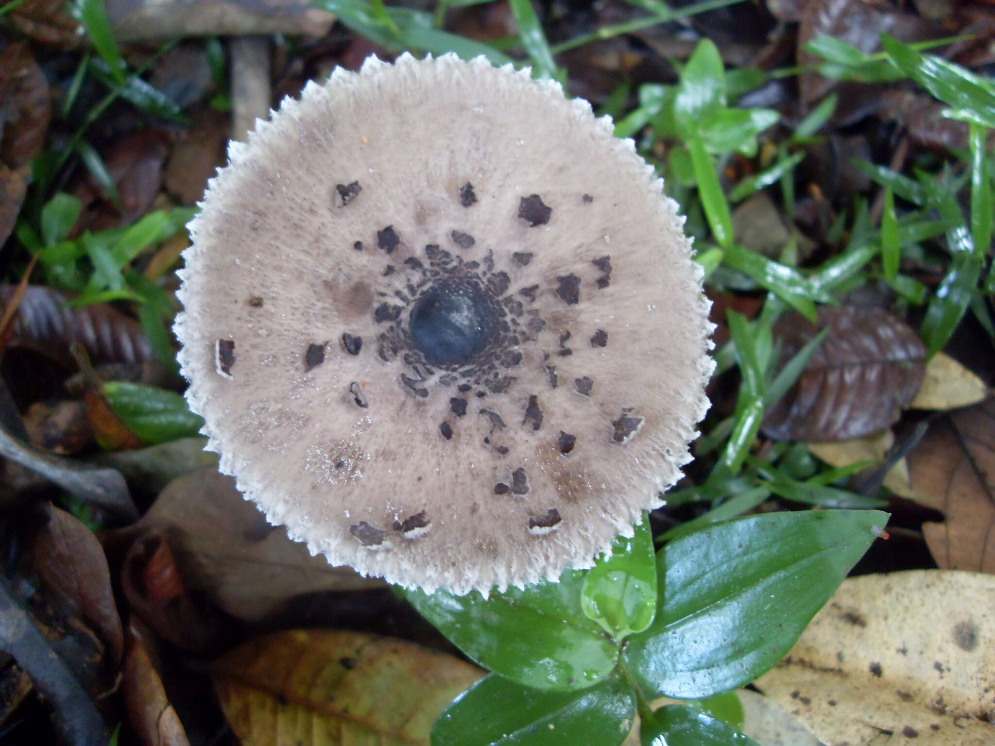 صورة Macrolepiota eucharis Vellinga & Halling 2003