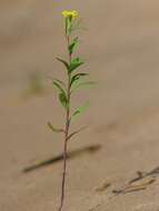 Image of treacle mustard