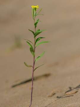 Image of treacle mustard