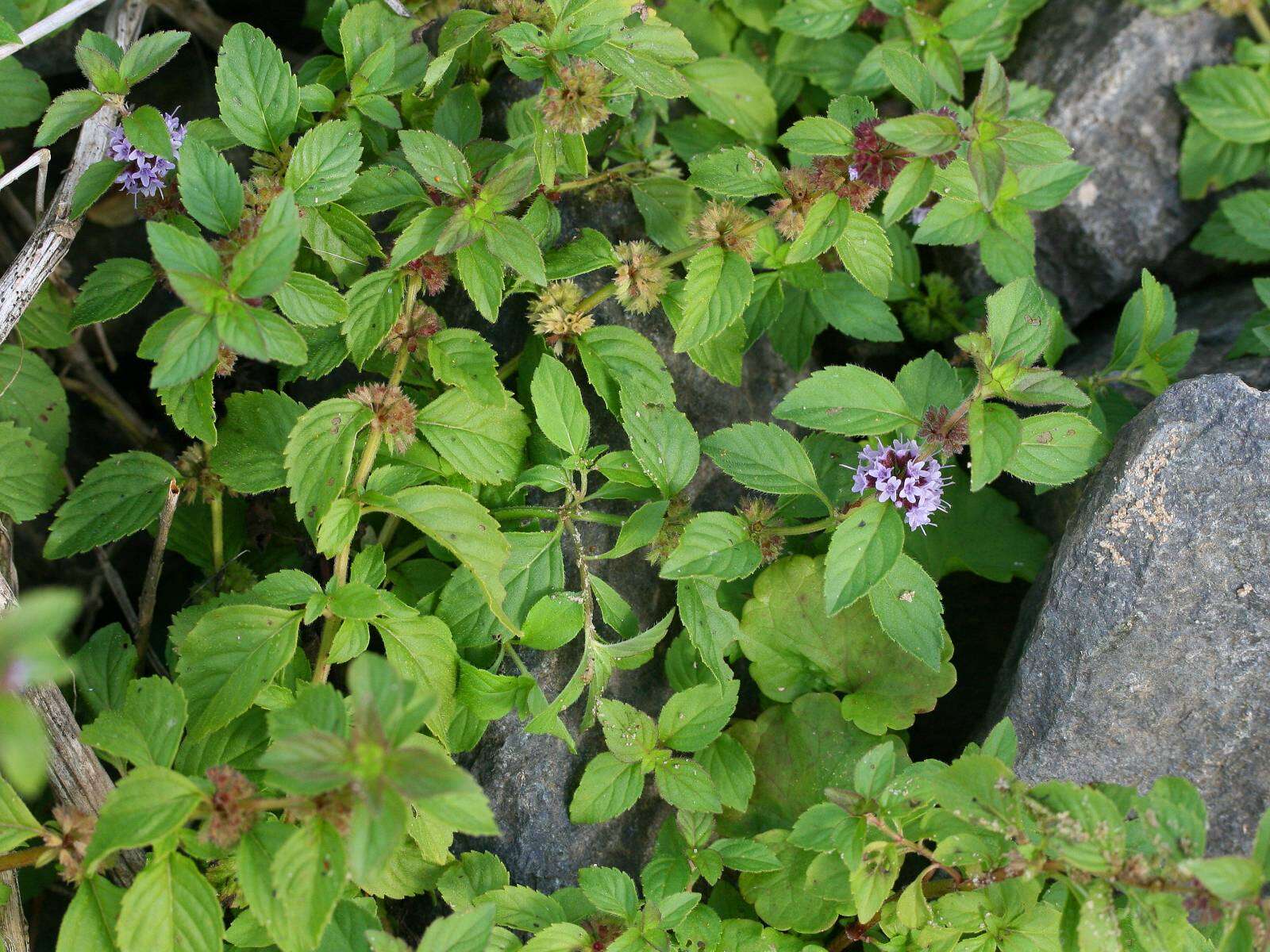 Image of wild mint