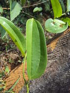 Image of Smilax zeylanica L.