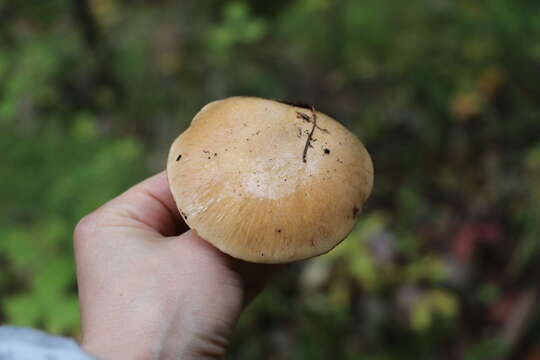 Image of Cortinarius talus Fr. 1838