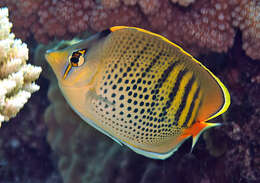 Image of Dot and dash Butterflyfish