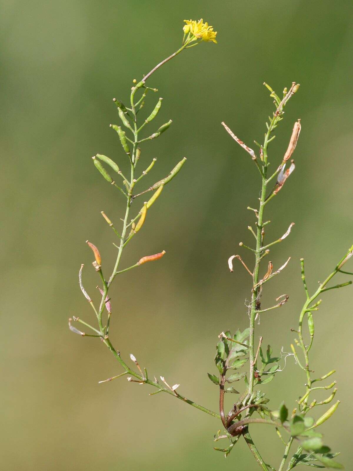 Image de rorippe à petites fleurs