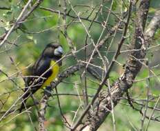 Image of Spot-winged Grosbeak