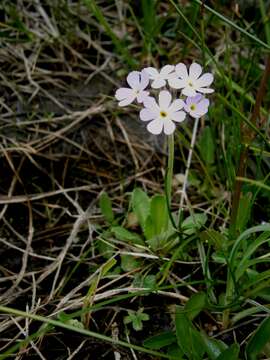 Plancia ëd Primula farinosa L.