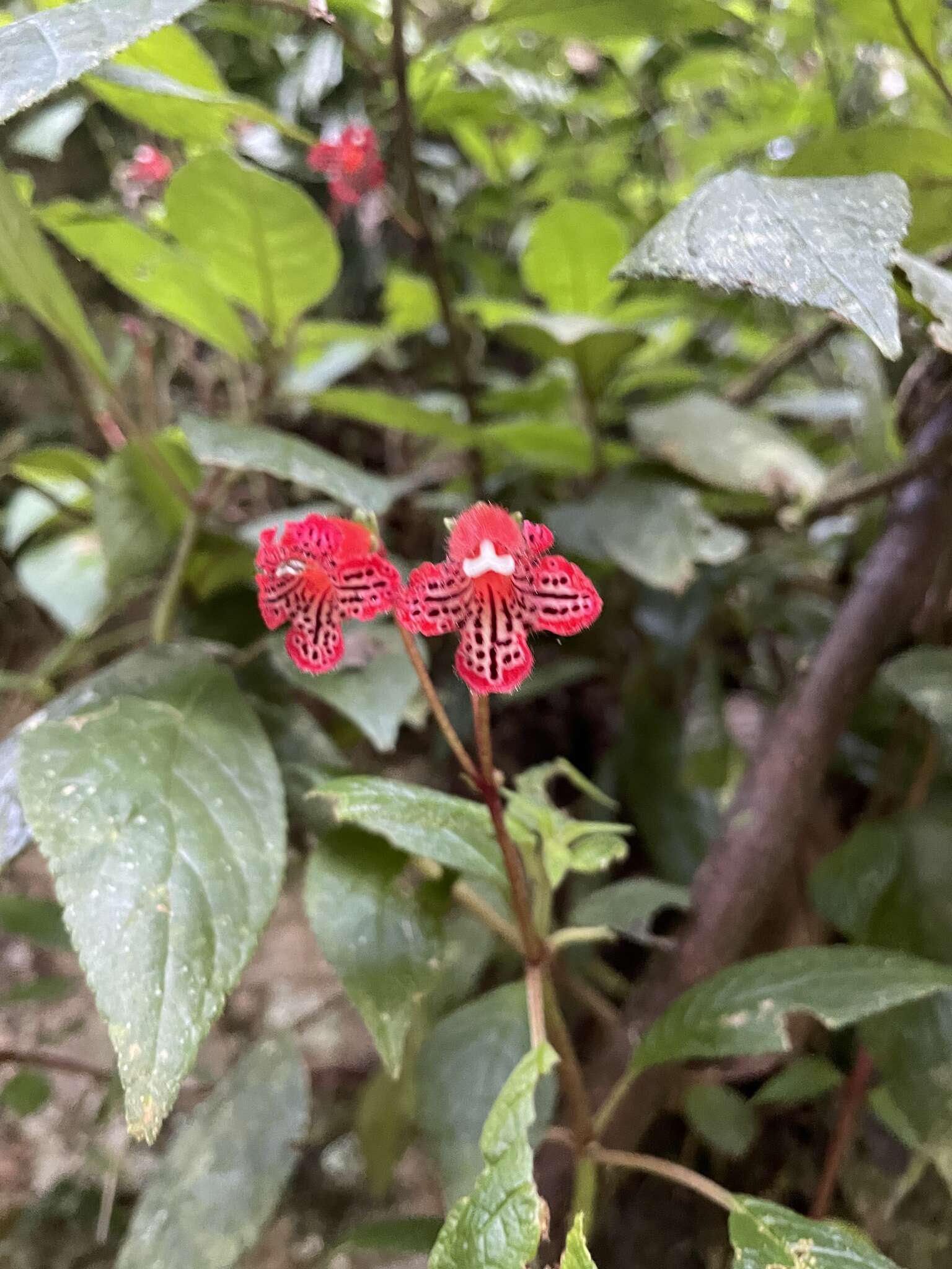 Sivun Kohleria inaequalis var. ocellata (Hook.) L. P. Kvist & L. E. Skog kuva