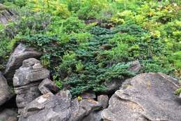 Juniperus chinensis var. sargentii A. Henry resmi