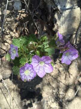 Phacelia grandiflora (Benth.) A. Gray的圖片