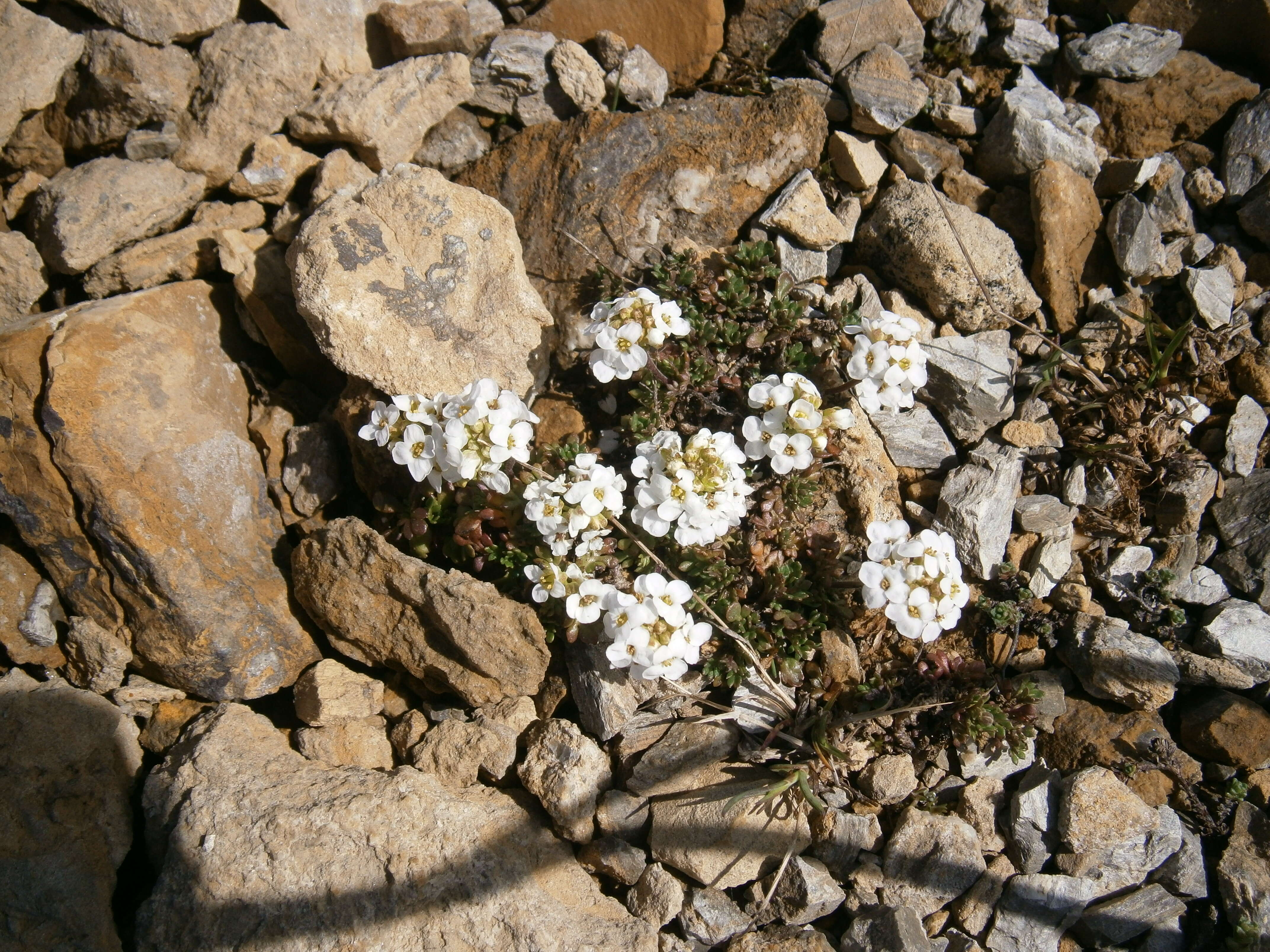 Image of alpine hutchinsia