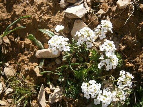 Imagem de Hornungia alpina (L.) O. Appel