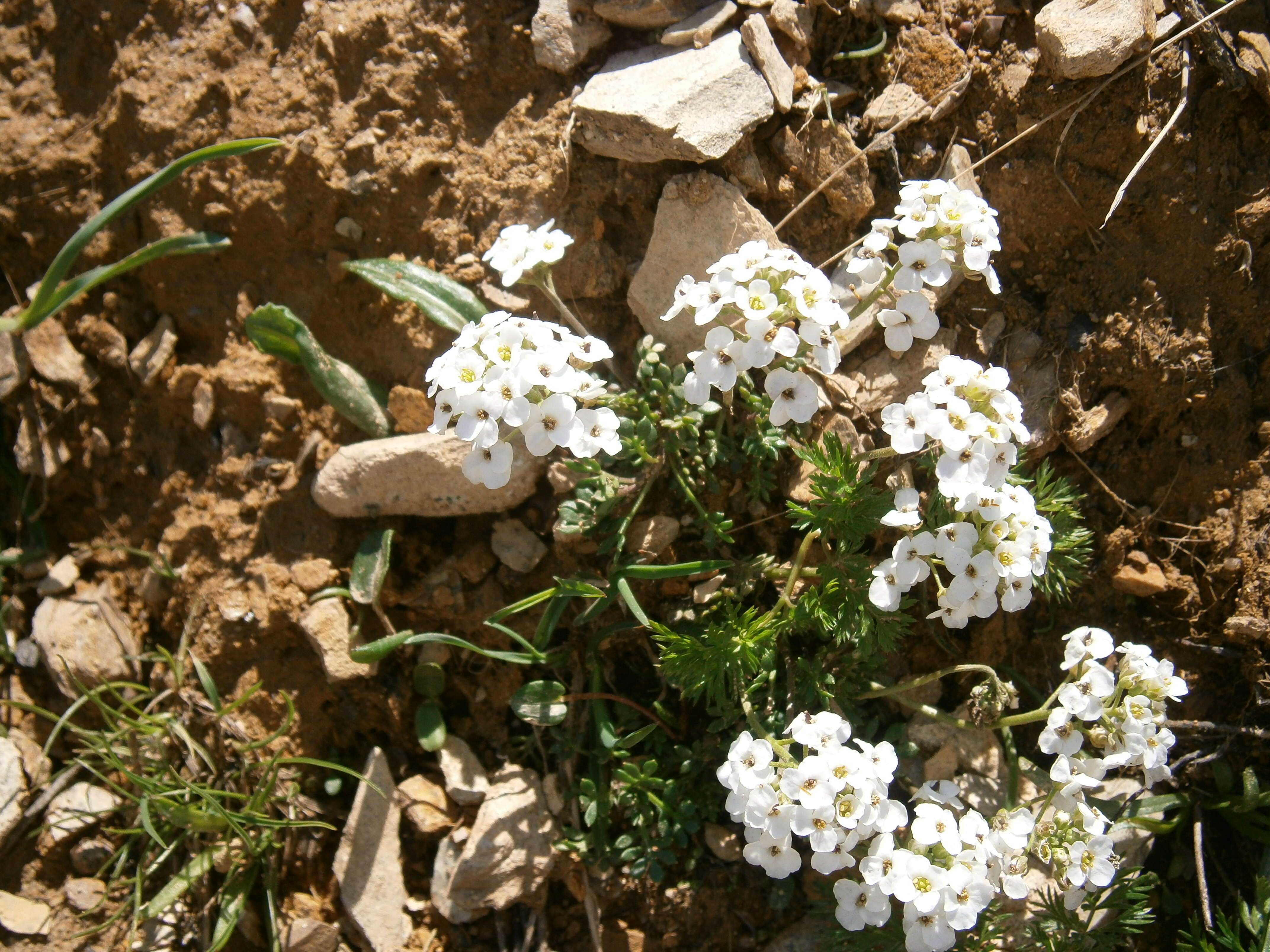 Image of alpine hutchinsia