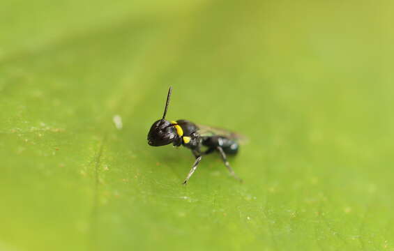 Imagem de Hylaeus primulipictus (Cockerell 1905)