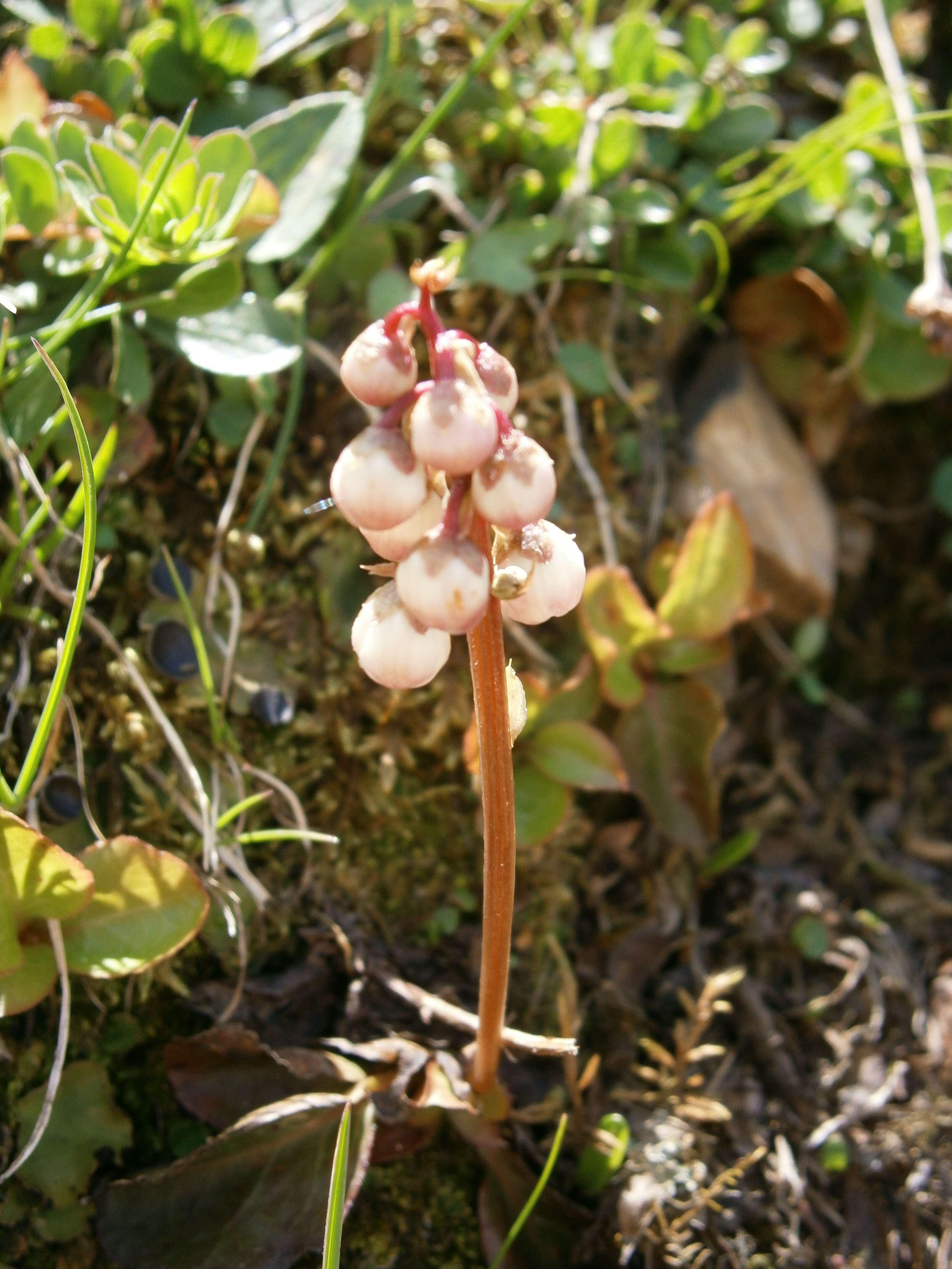 Image of common wintergreen