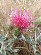 Plancia ëd Cirsium ochrocentrum A. Gray