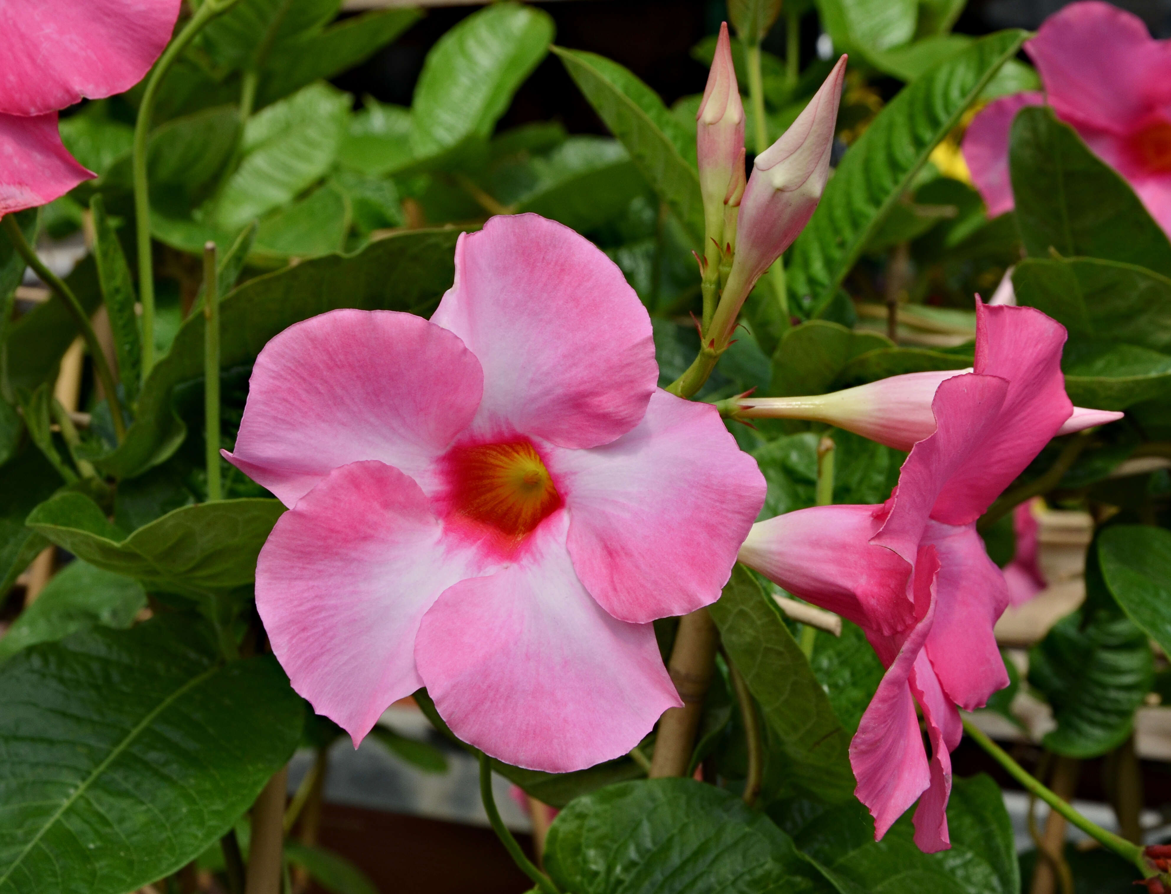 Plancia ëd Mandevilla sanderi (Hemsl.) R. E. Woodson