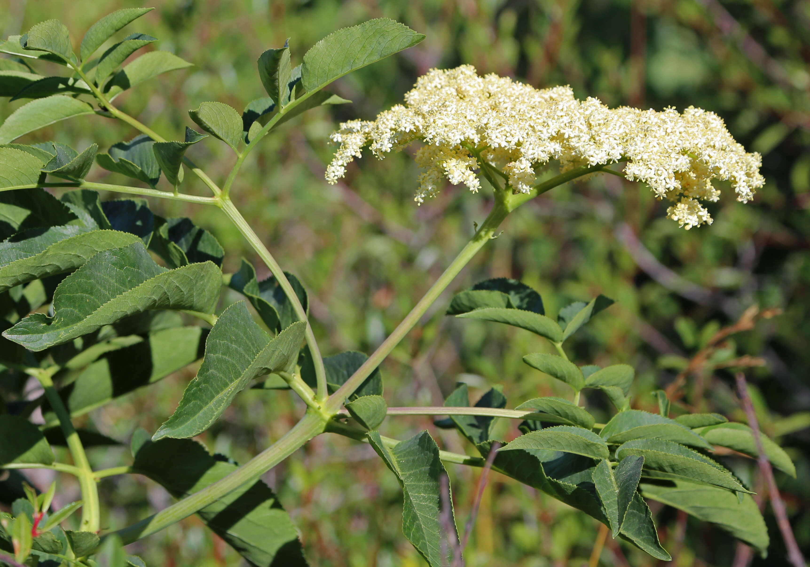 Image of Sambucus cerulea