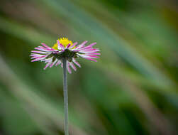 Image of Bellis sylvestris Cyr.