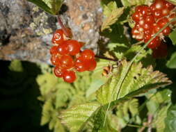 Image of Stone Bramble