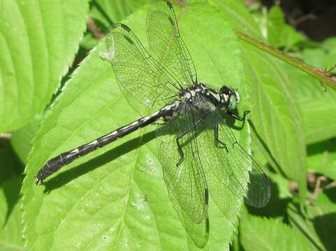 Image of Trigomphus citimus (Needham 1931)