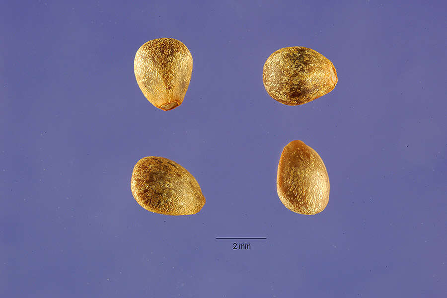 Image of Common hemp nettle