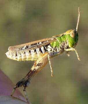 Image of Myrmeleotettix