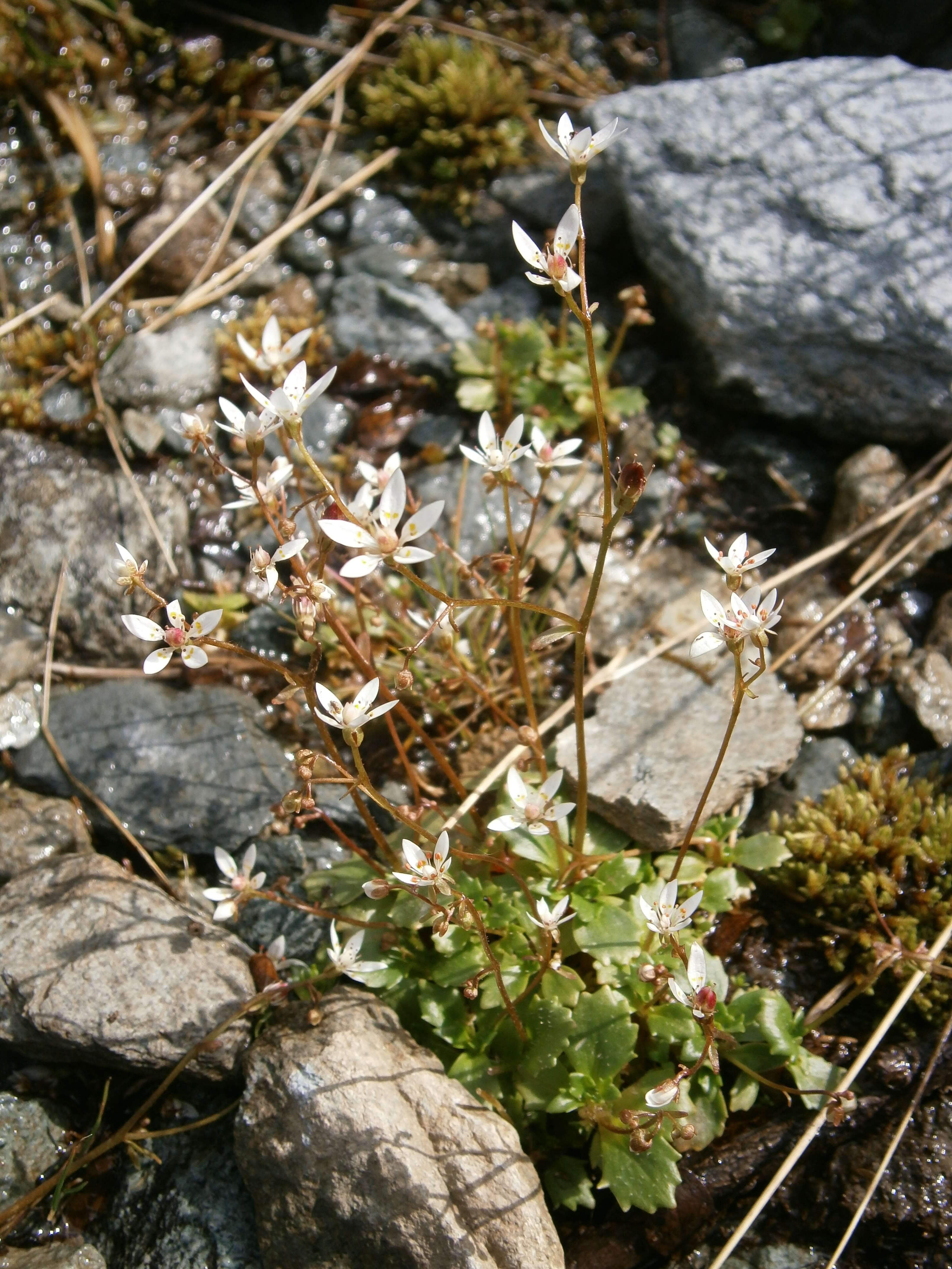 Image of Micranthes stellaris (L.) Galasso, Banfi & Soldano