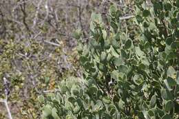 Image of Santa Catalina Island manzanita