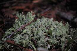 Image of Cladonia turgida Ehrh. ex Hoffm.