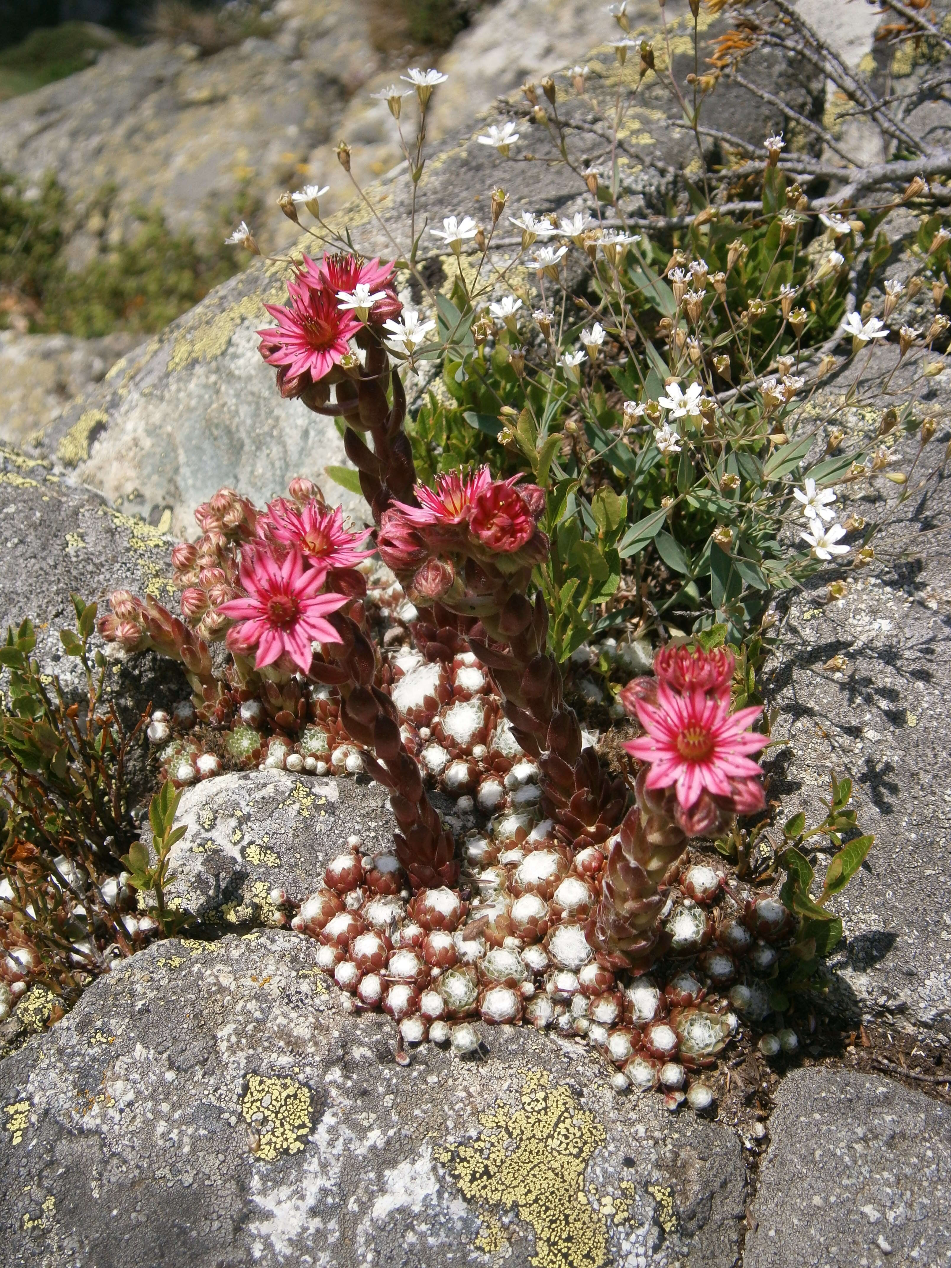 Image of Cobweb Houseleek