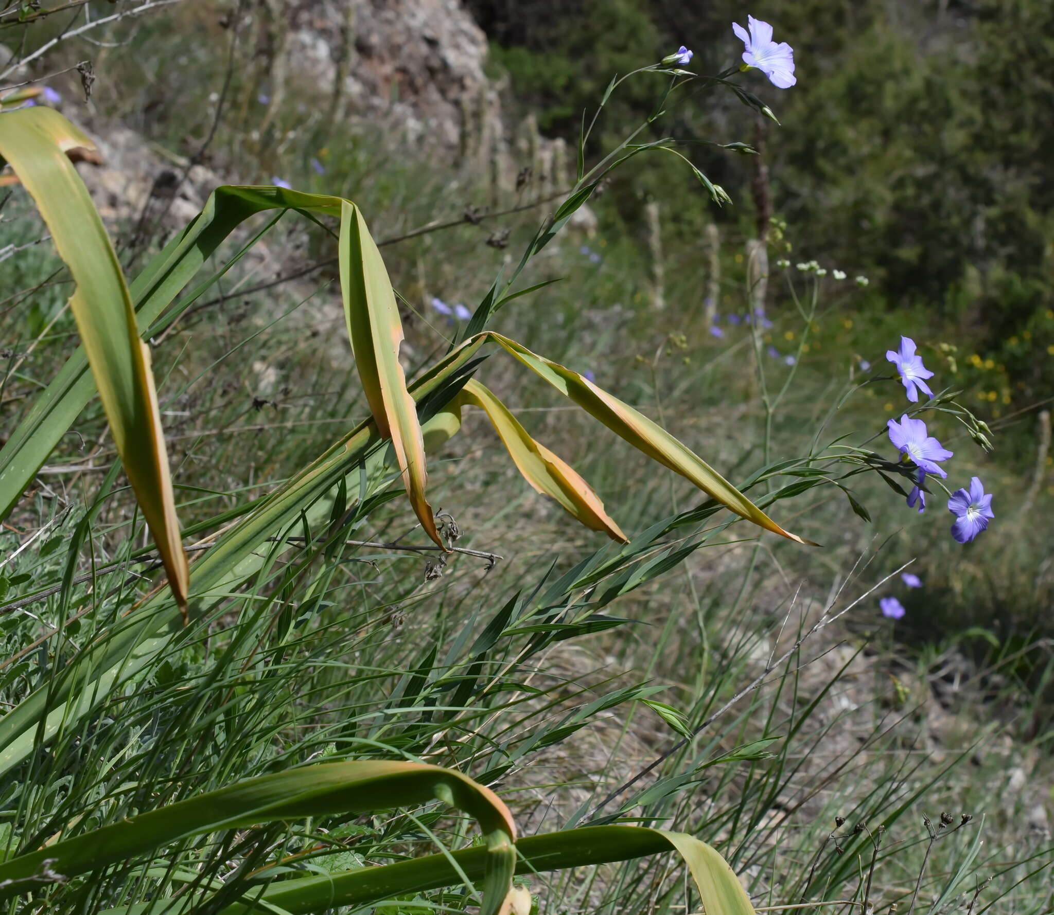 Imagem de Linum nervosum Waldst. & Kit.