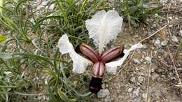 صورة Iris paradoxa Steven