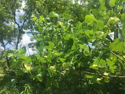 Image of Ptelea trifoliata var. mollis Torr. & Gray