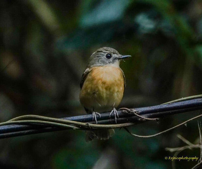 Image of Pale-chinned Blue Flycatcher