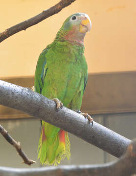 Image of Yellow-billed Amazon